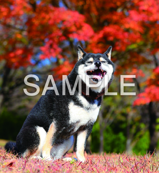 HAPPY DOG【10月】