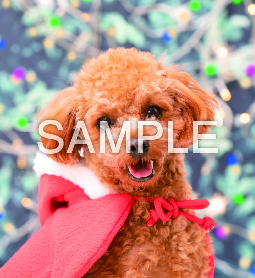 HAPPY DOG【12月】